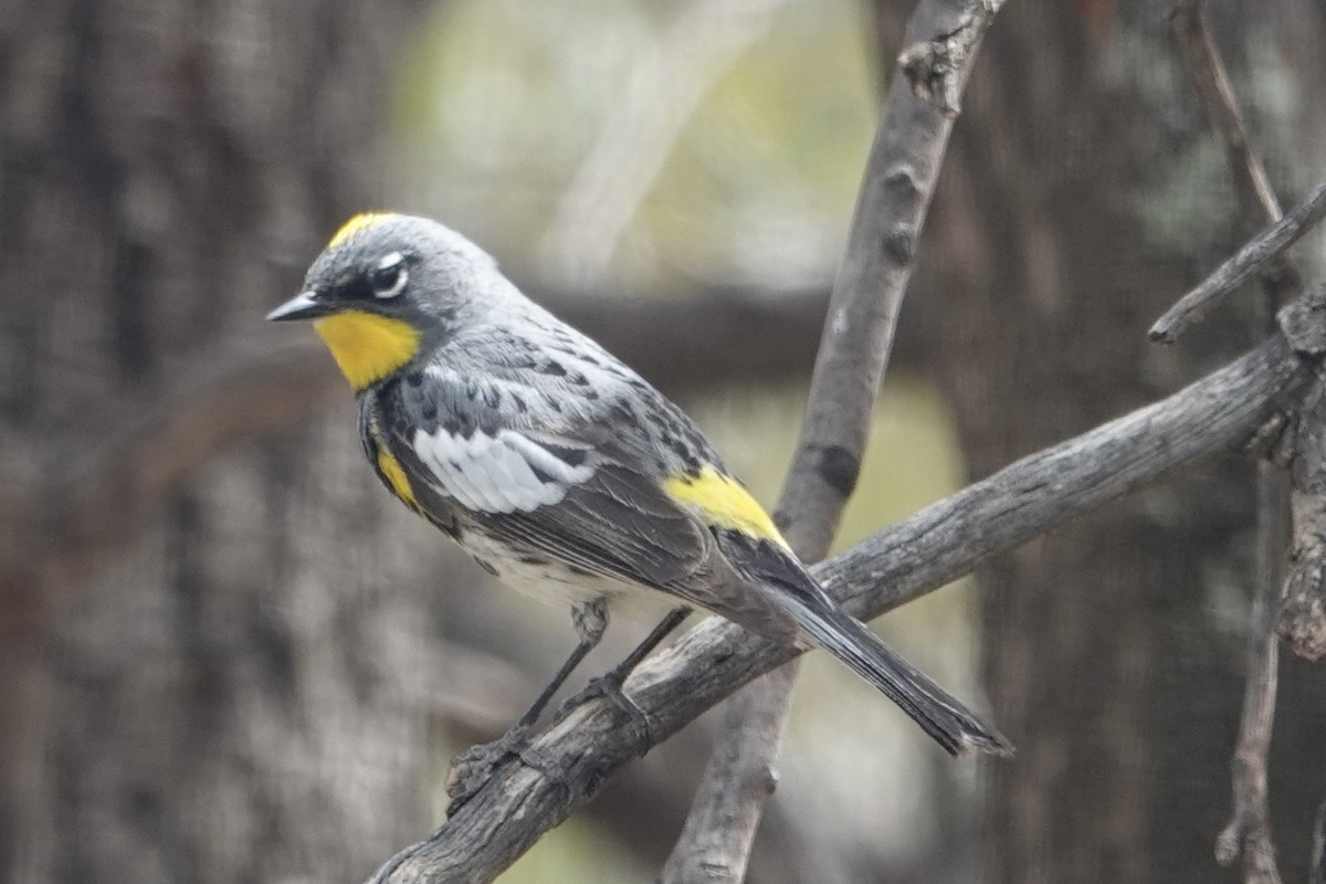 Yellow-rumped Warbler - ML635857105