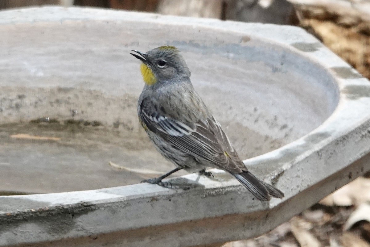 Yellow-rumped Warbler - ML635857106