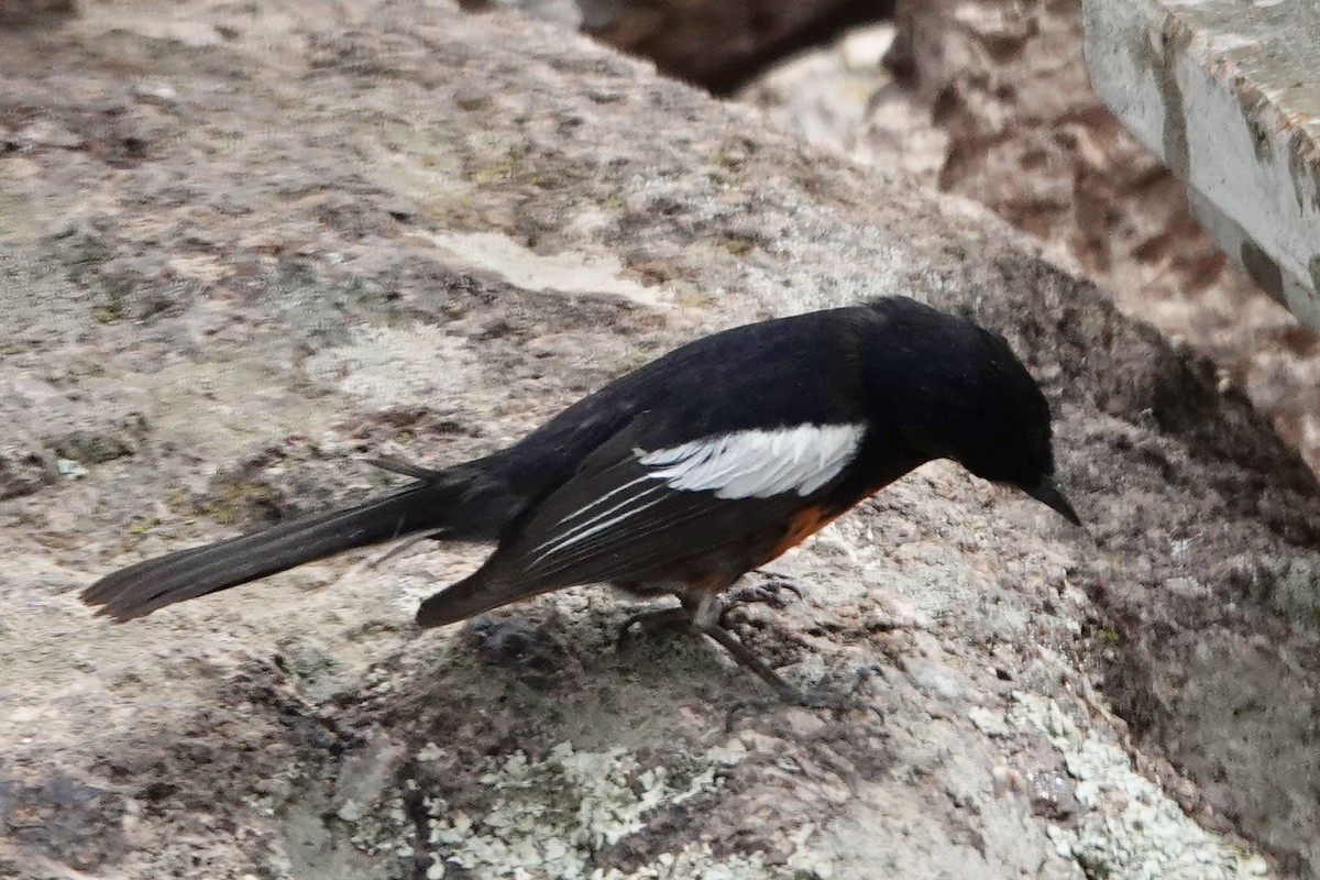 Painted Redstart - ML635857128