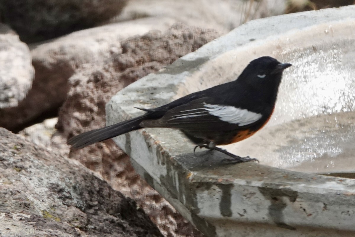 Painted Redstart - ML635857129