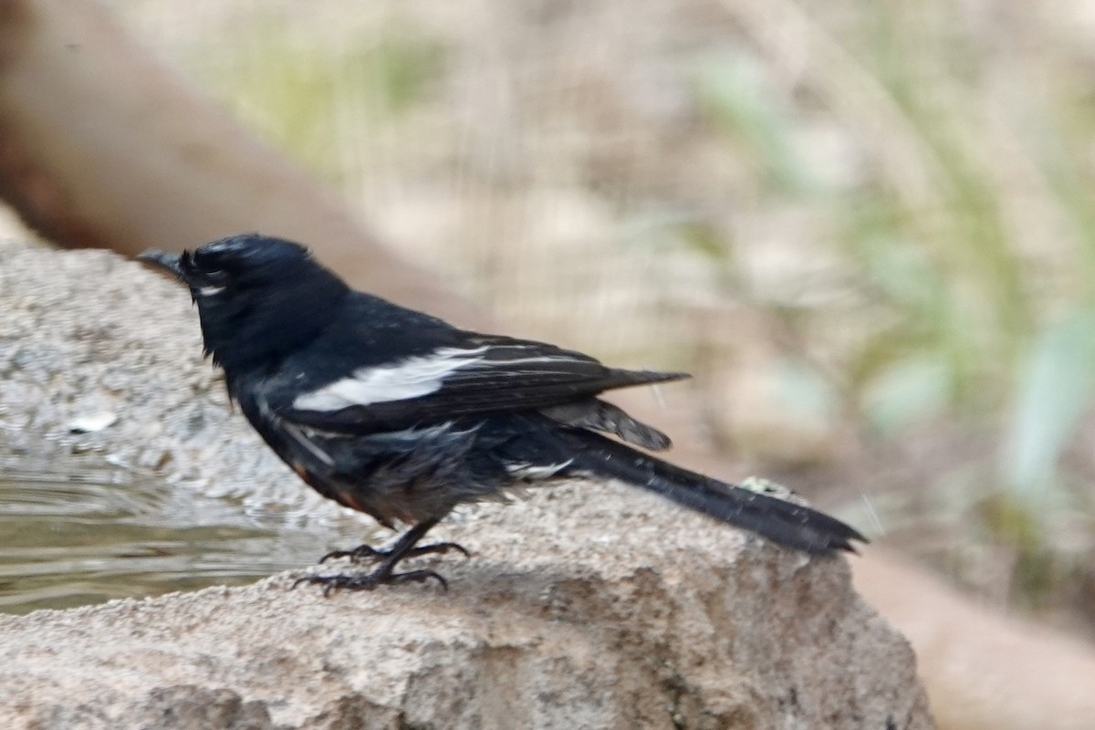 Painted Redstart - ML635857130