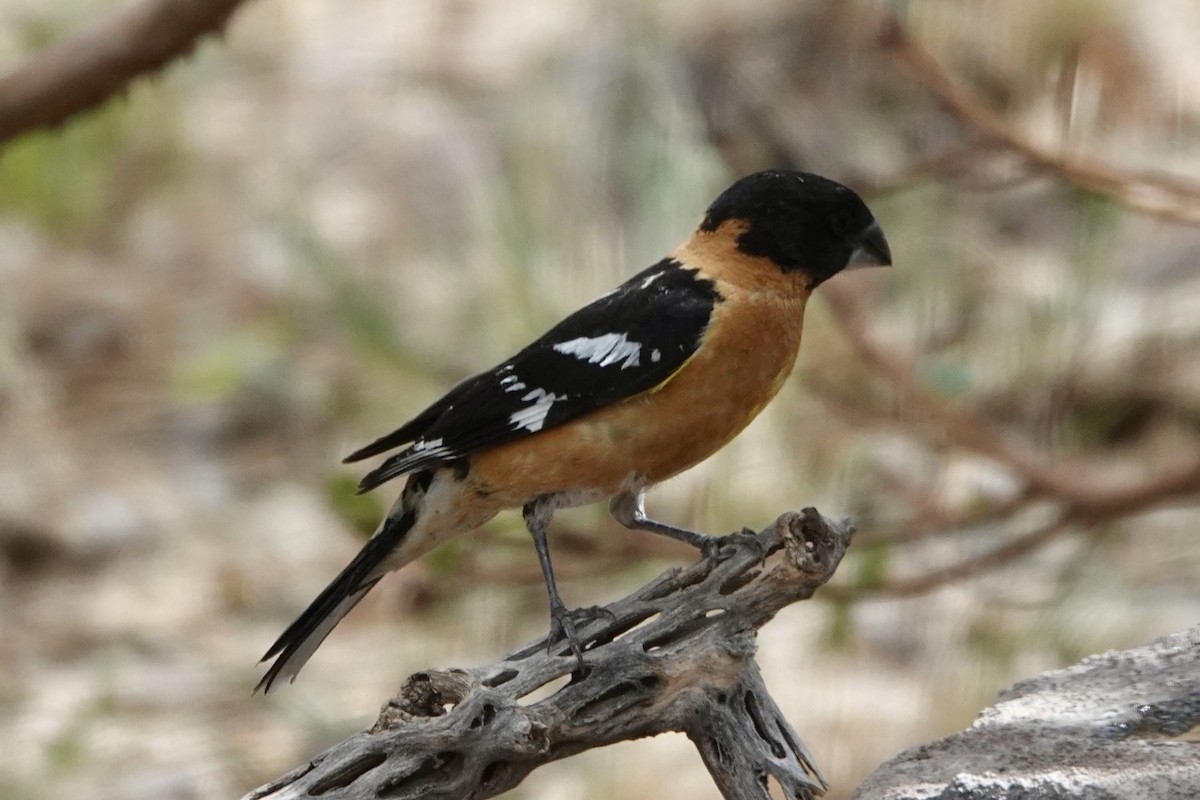 Black-headed Grosbeak - ML635857145