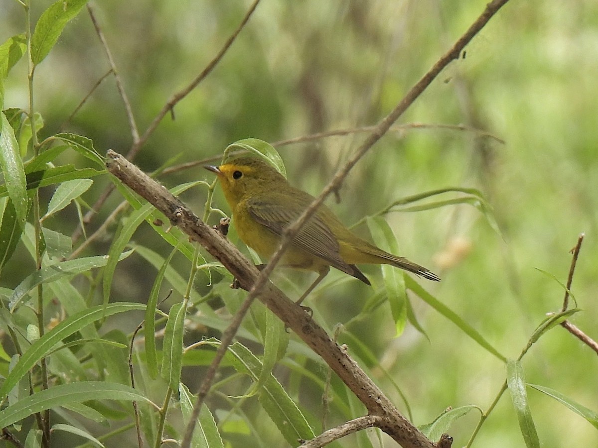 Wilson's Warbler - ML635857289