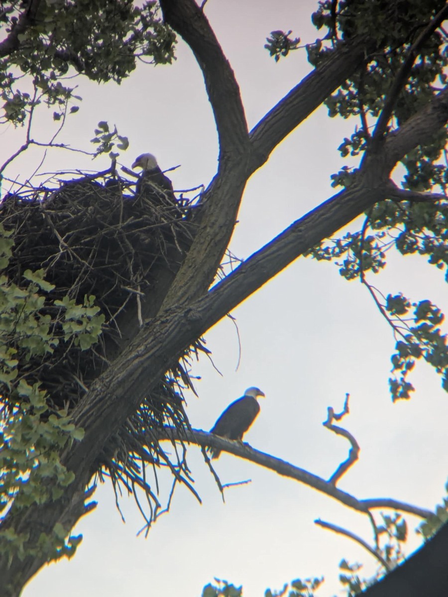 Bald Eagle - ML635857301