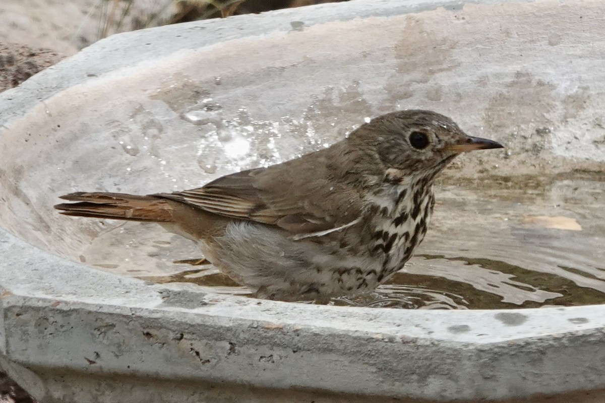 Hermit Thrush - ML635857306