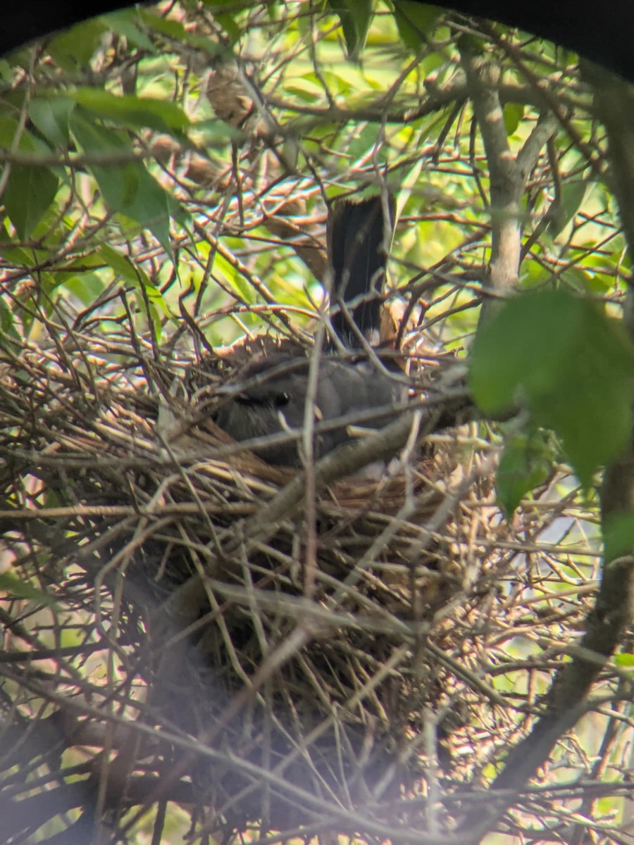 Gray Catbird - ML635857316