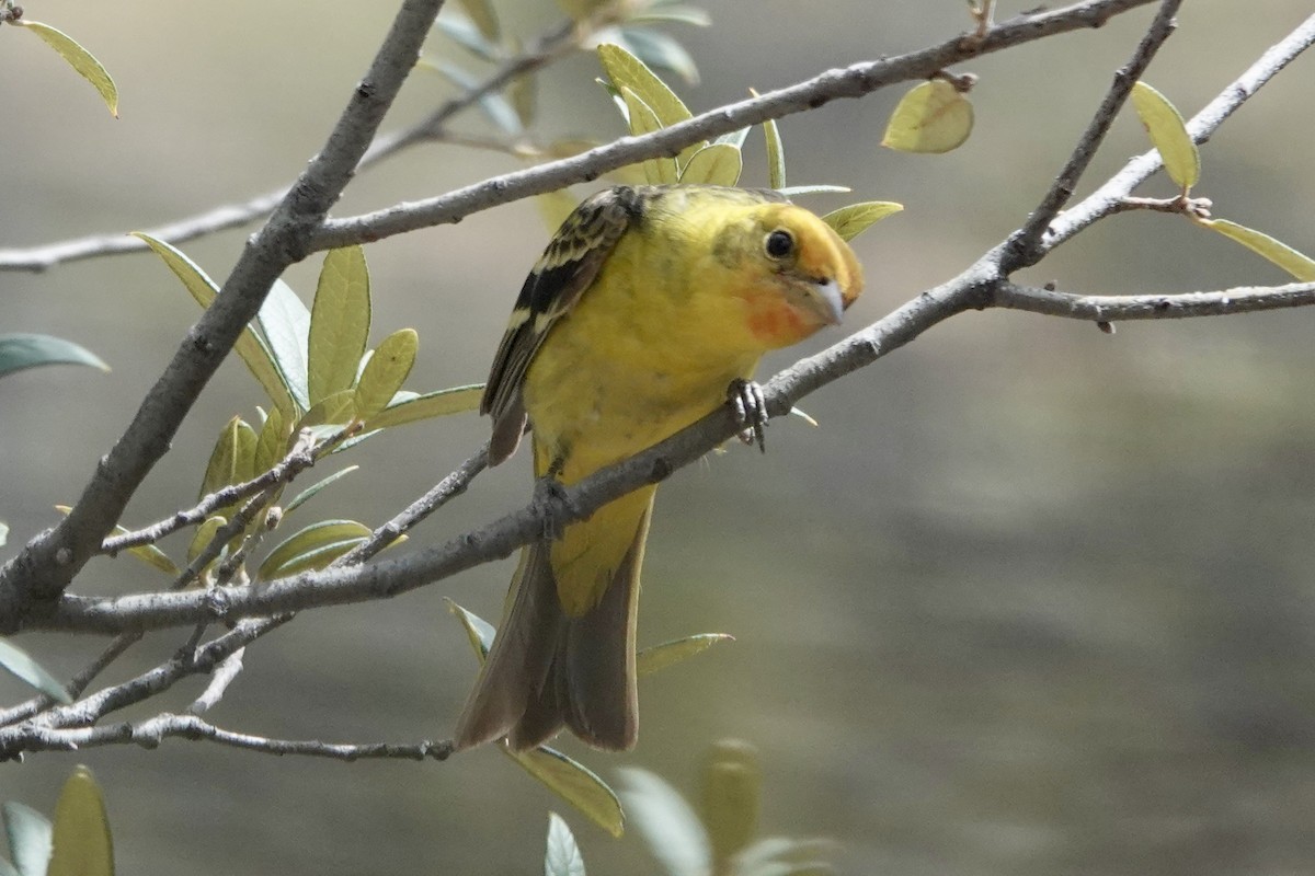 Western Tanager - ML635857325