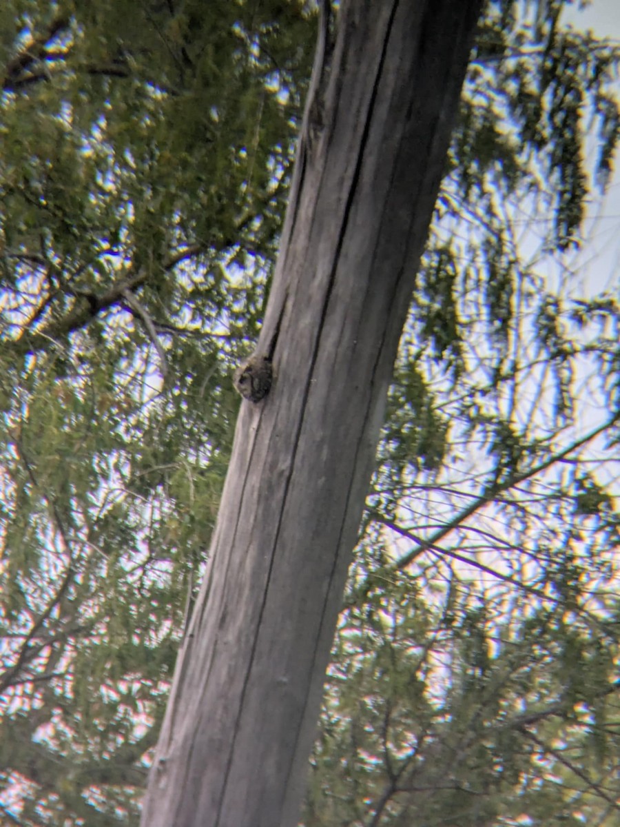 Eastern Screech-Owl - ML635857384