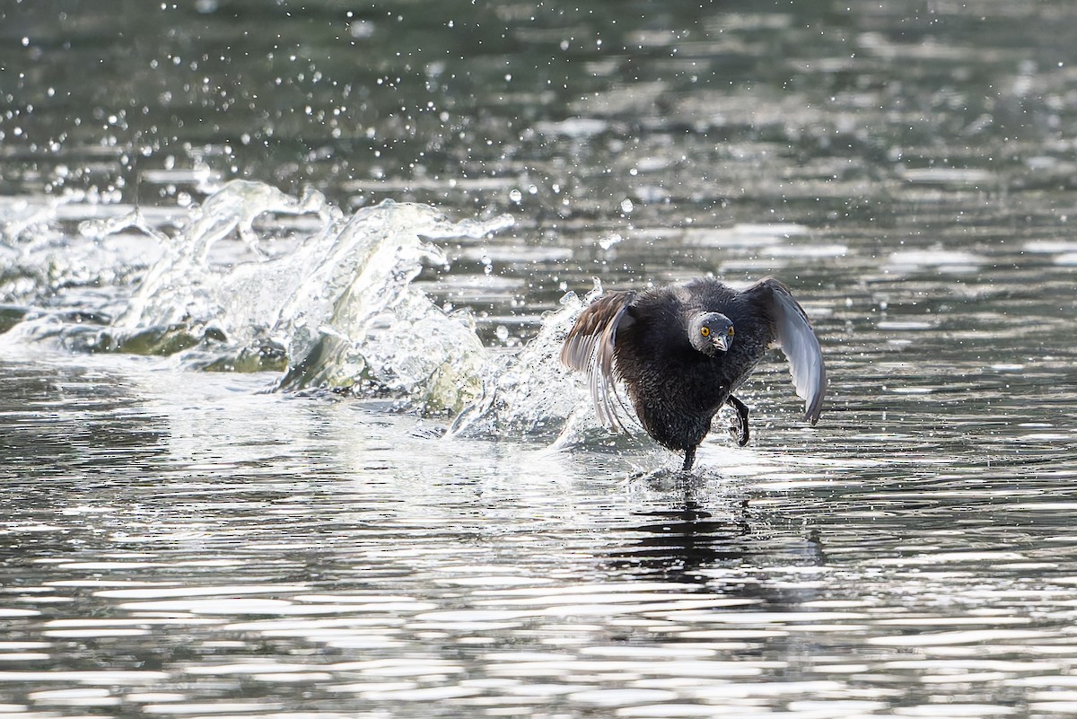 Least Grebe - ML635857395