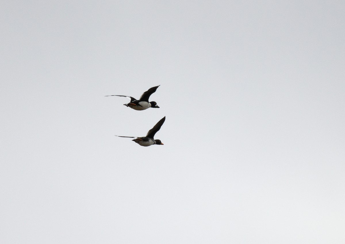 Barrow's Goldeneye - ML635857401