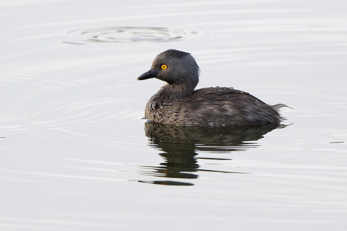 Least Grebe - ML635857409