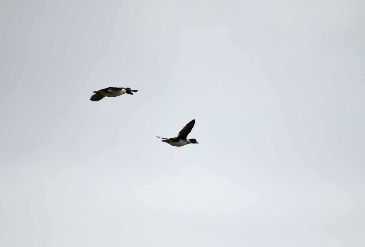 Barrow's Goldeneye - ML635857410