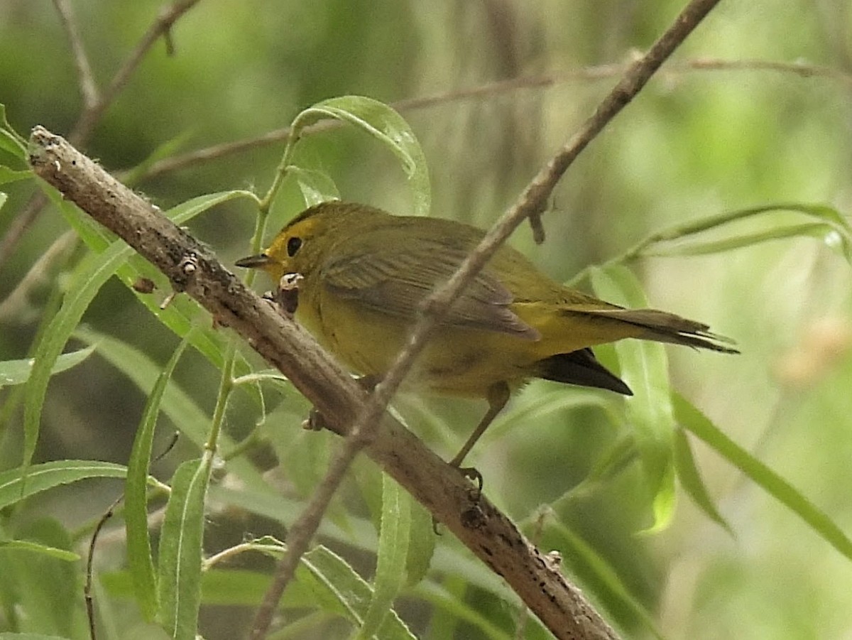 Wilson's Warbler - ML635857451