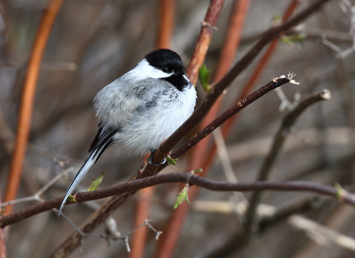 Black-capped Chickadee - ML635857484