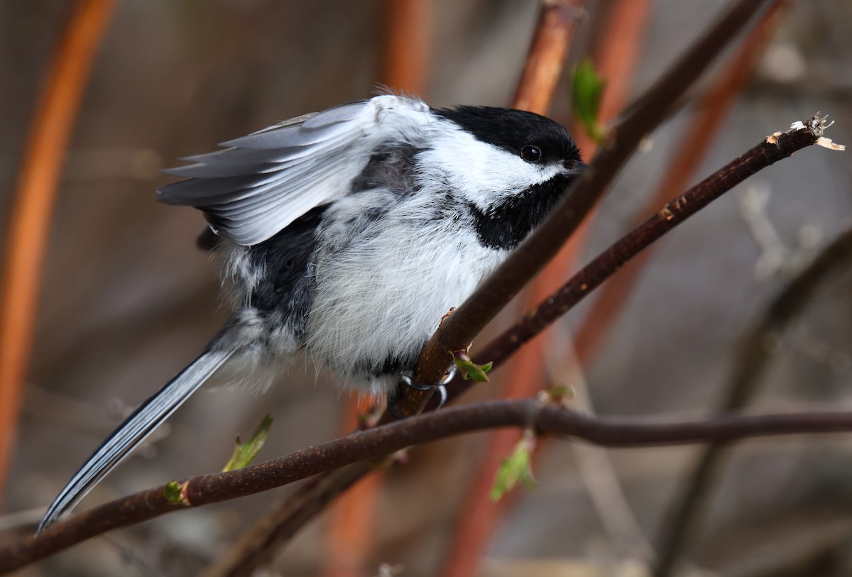 Black-capped Chickadee - ML635857487