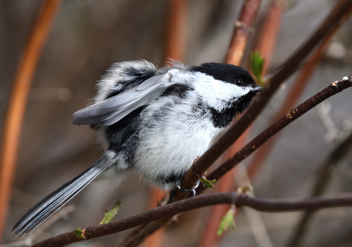 Black-capped Chickadee - ML635857489