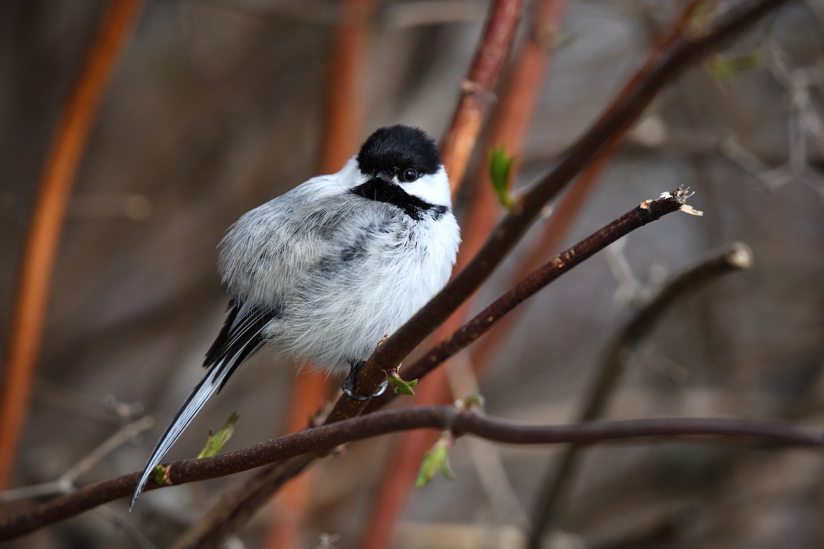 Black-capped Chickadee - ML635857491