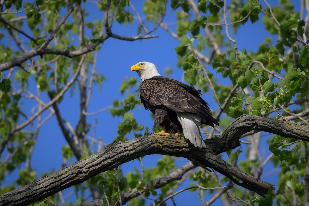 Bald Eagle - ML635857696