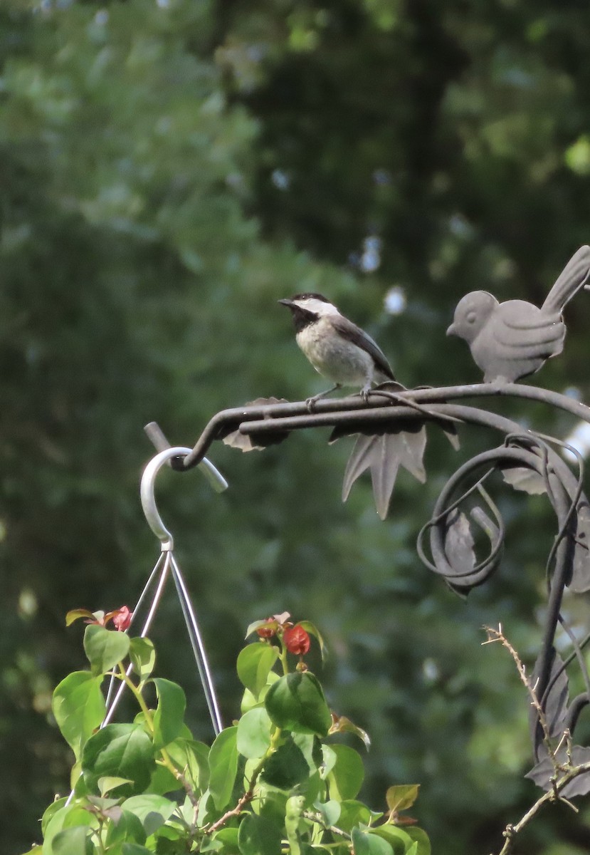 Carolina Chickadee - ML635858007