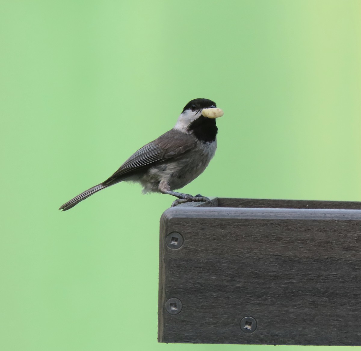 Carolina Chickadee - ML635858008
