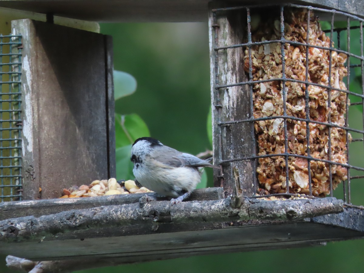 Carolina Chickadee - ML635858010