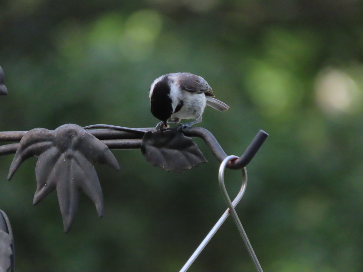 Carolina Chickadee - ML635858012