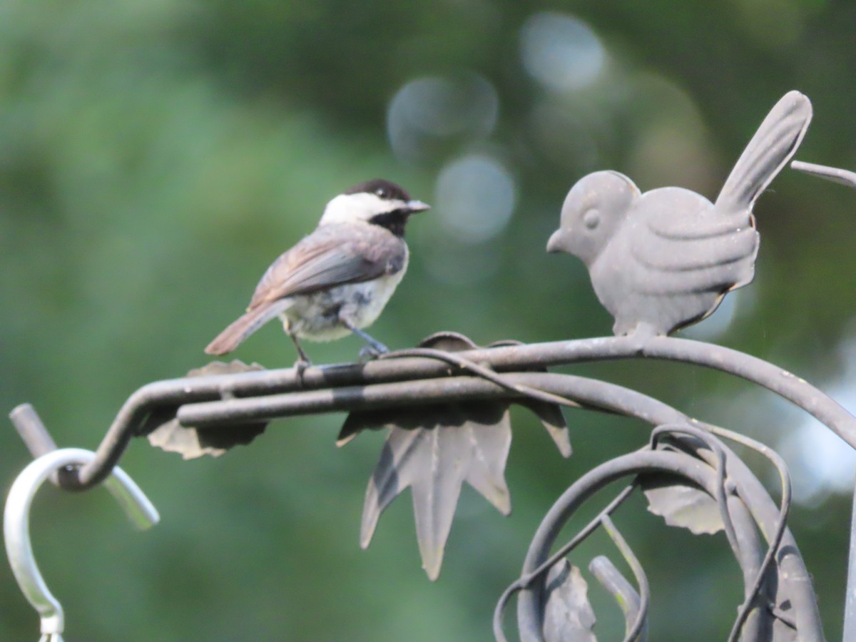 Carolina Chickadee - ML635858013