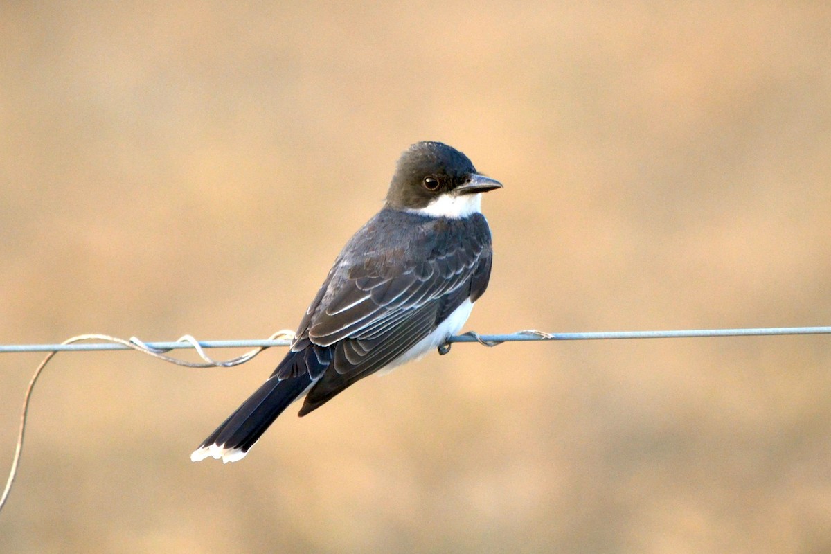 Eastern Kingbird - ML635858049