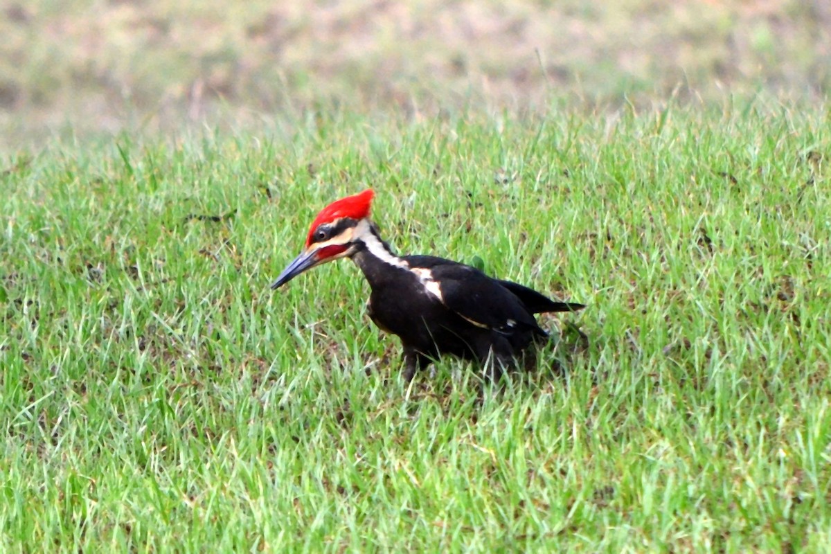 Pileated Woodpecker - ML635858229