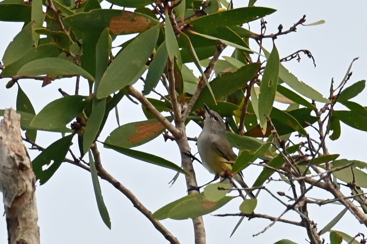 Fan-tailed Gerygone - ML635858238