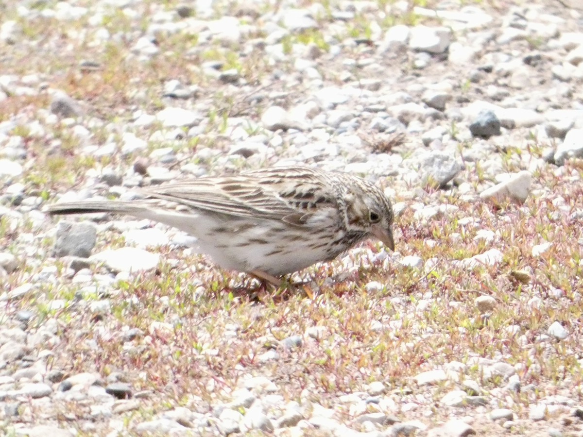 Vesper Sparrow - ML635858243
