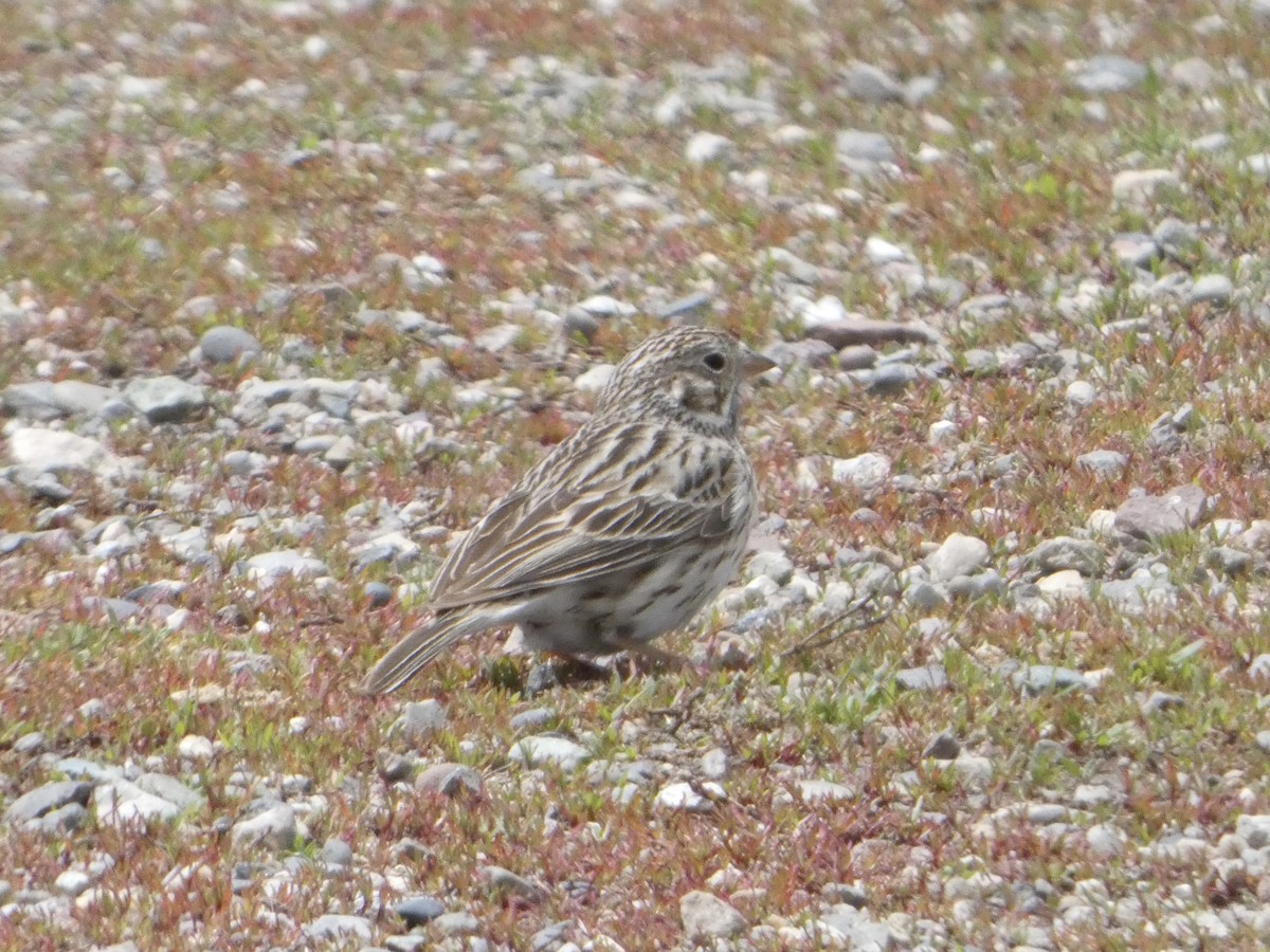 Vesper Sparrow - ML635858244