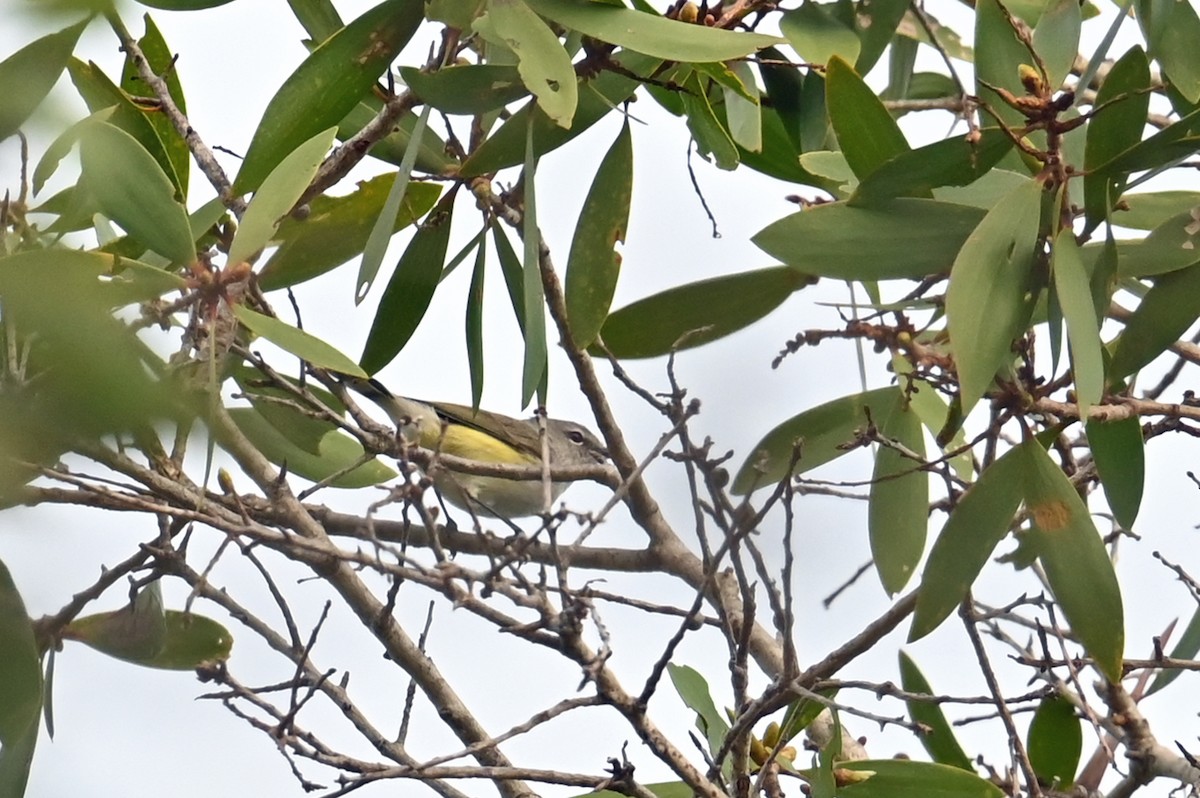 Fan-tailed Gerygone - ML635858249