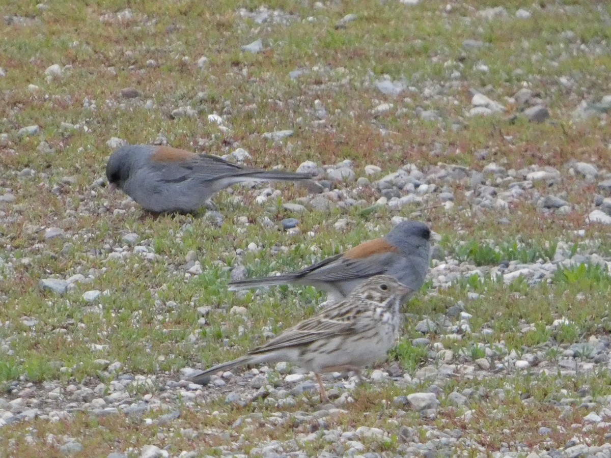 Dark-eyed Junco (Gray-headed) - ML635858252