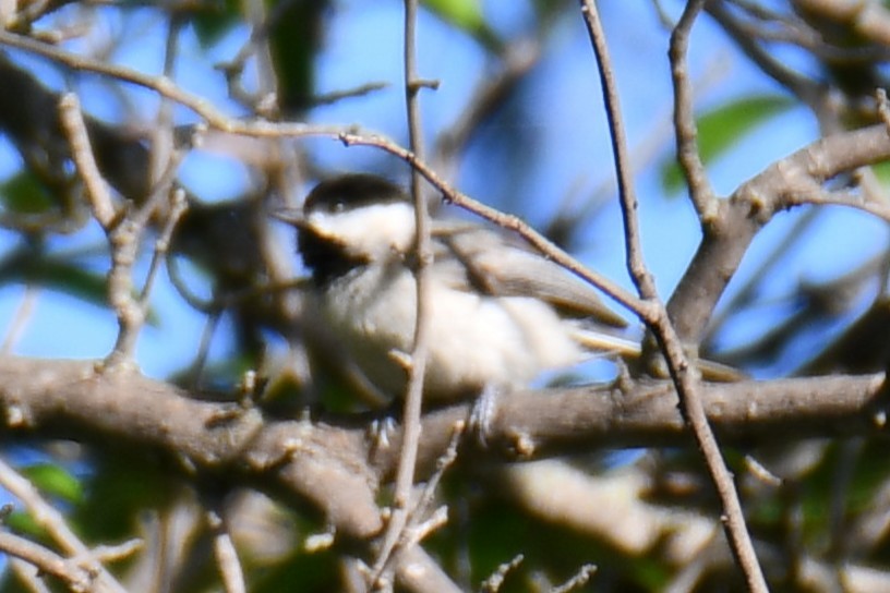 Carolina Chickadee - ML635858289