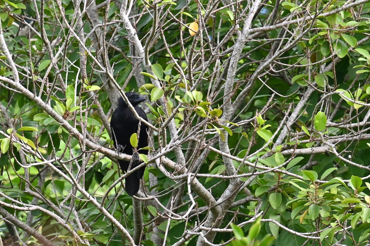New Caledonian Crow - ML635858299