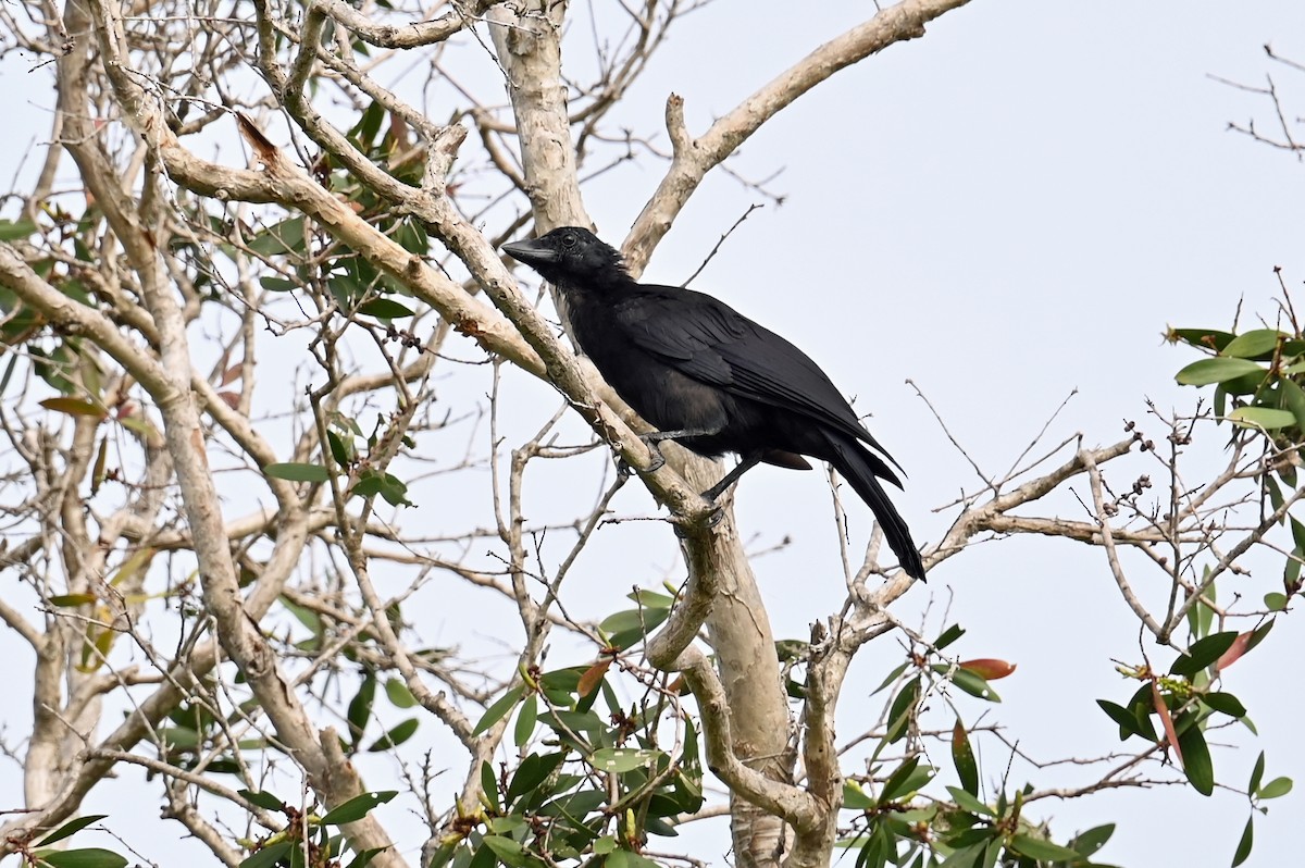 New Caledonian Crow - ML635858300