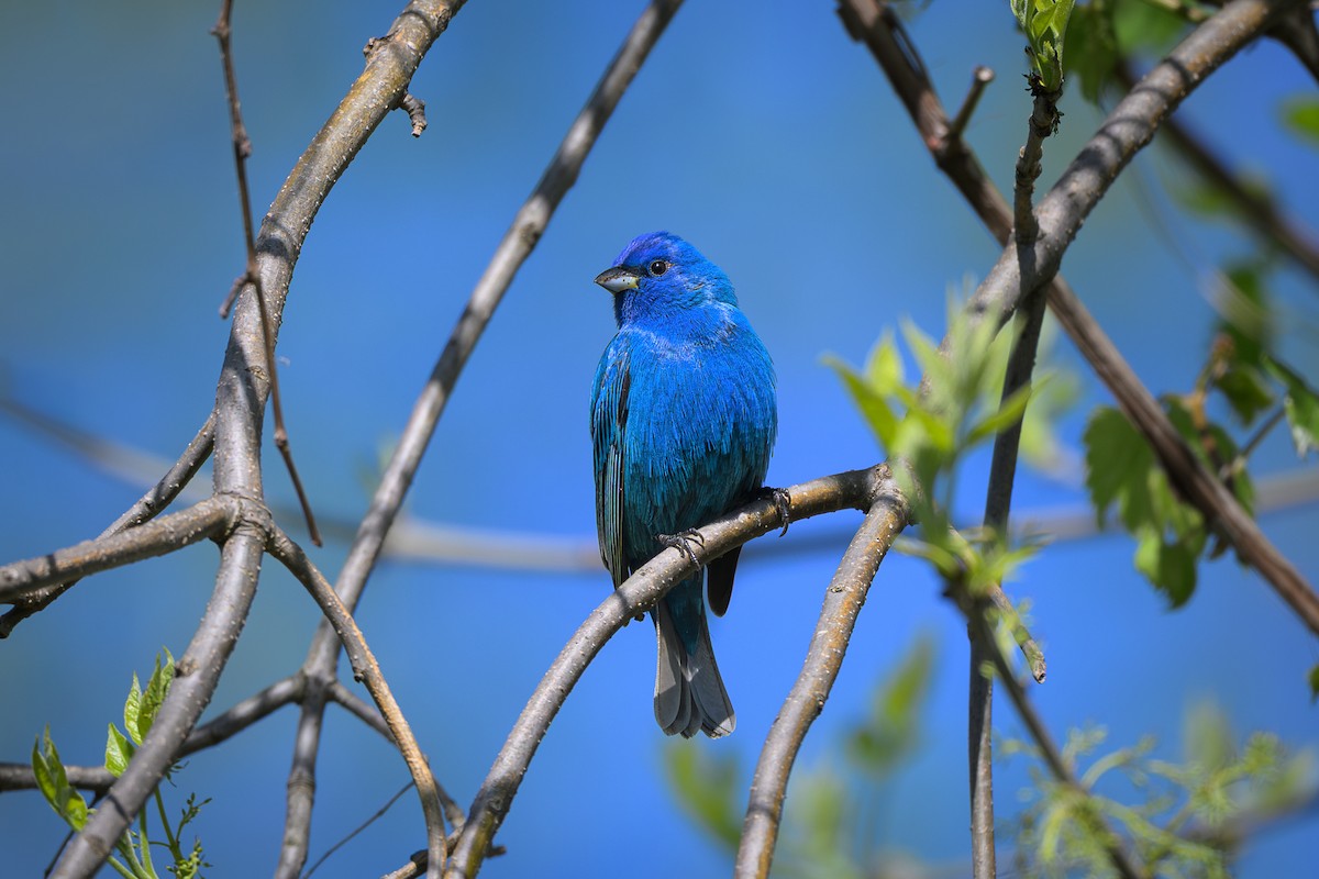 Indigo Bunting - ML635858330