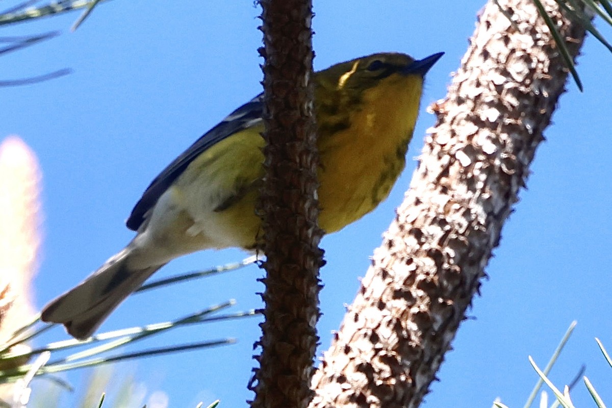 furuparula - ML635858464