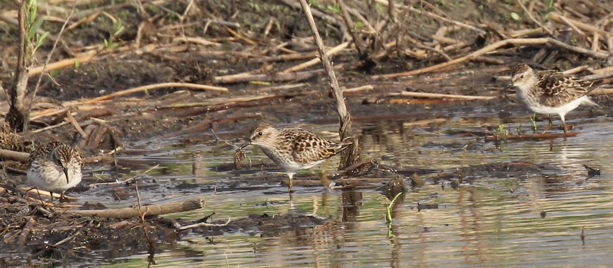 Least Sandpiper - ML635858477