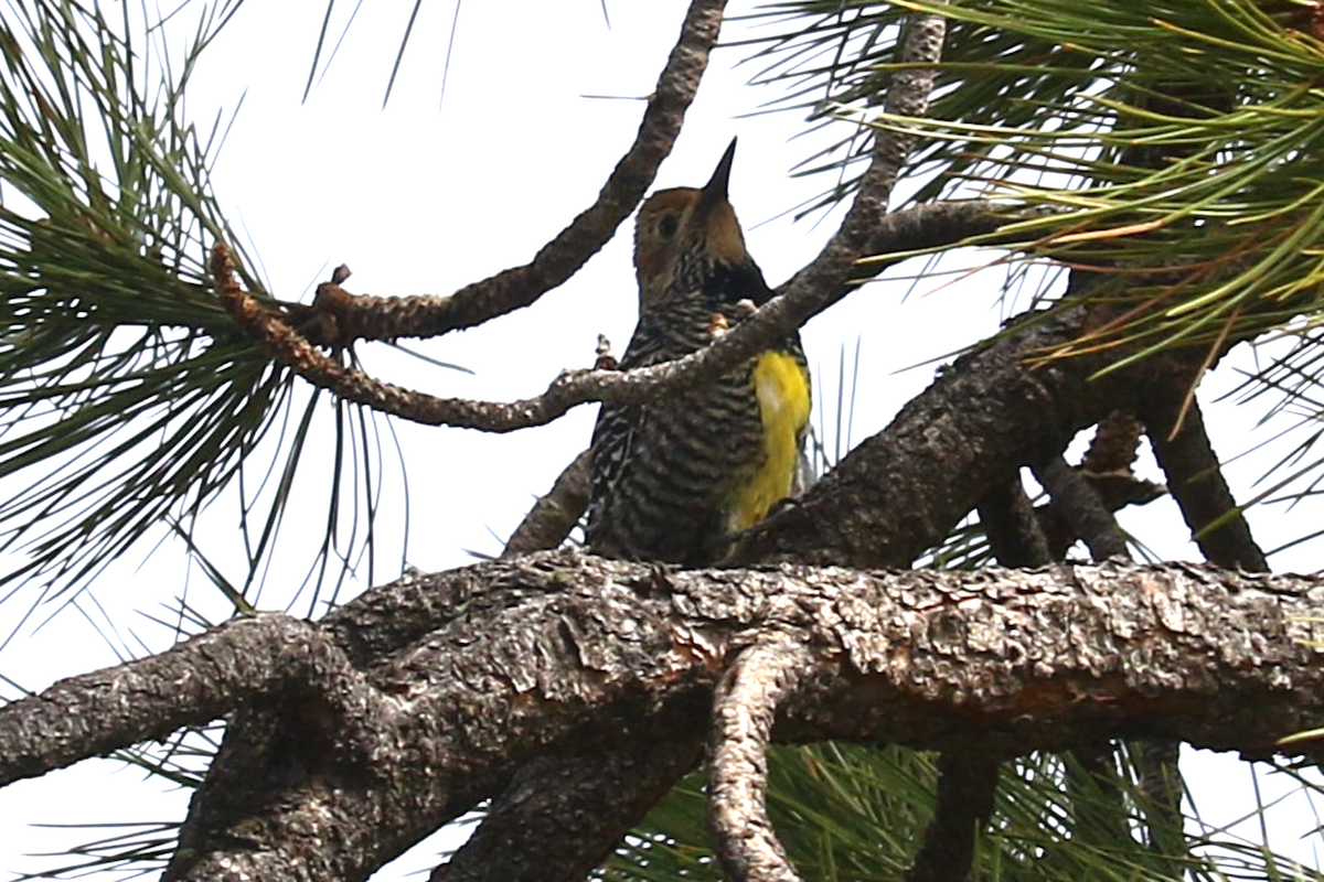 Williamson's Sapsucker - ML635858673