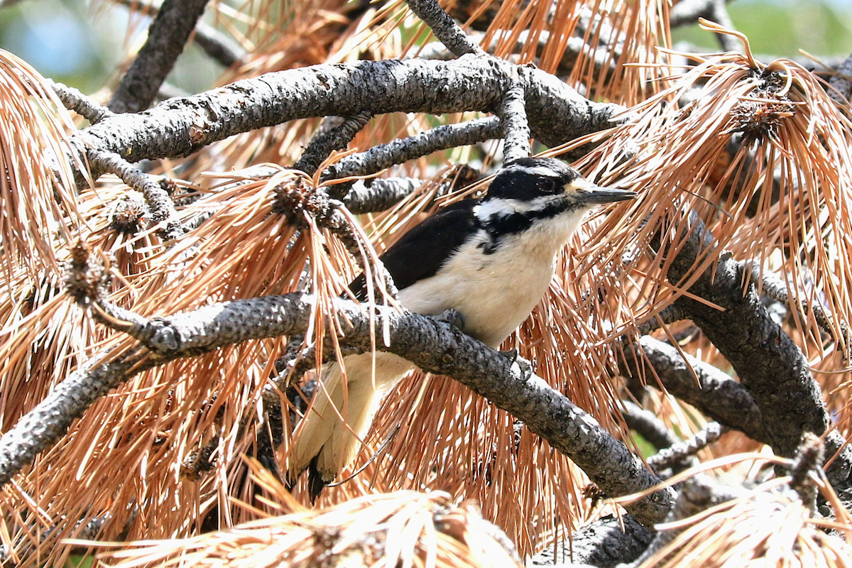 Hairy Woodpecker - ML635858700