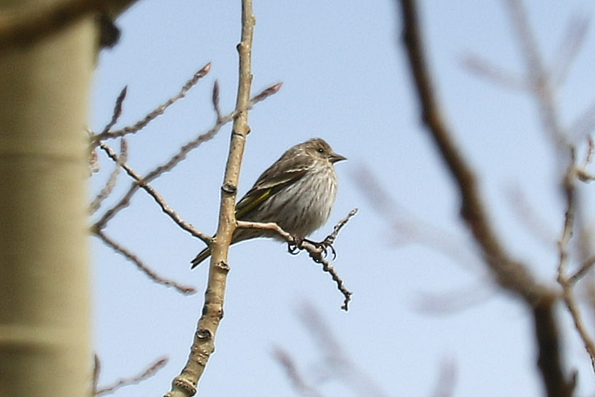 Pine Siskin - ML635858731