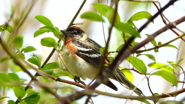 Bay-breasted Warbler - ML635858875