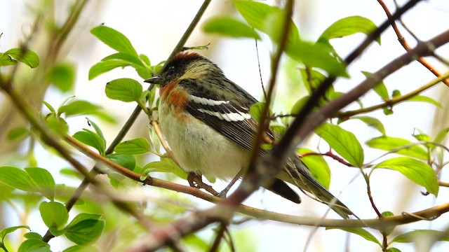 Bay-breasted Warbler - ML635858876