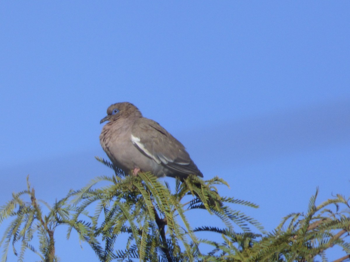 West Peruvian Dove - ML635858911