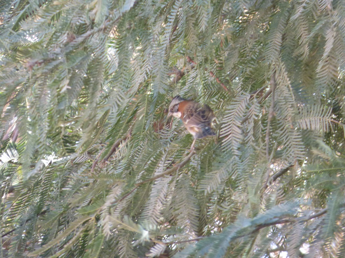 Rufous-collared Sparrow - ML635858921