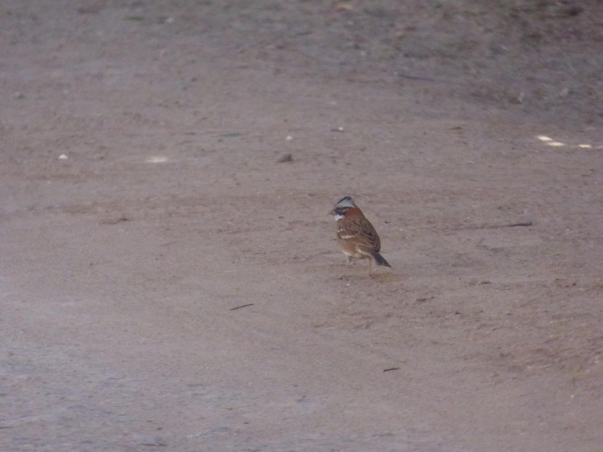 Rufous-collared Sparrow - ML635858923