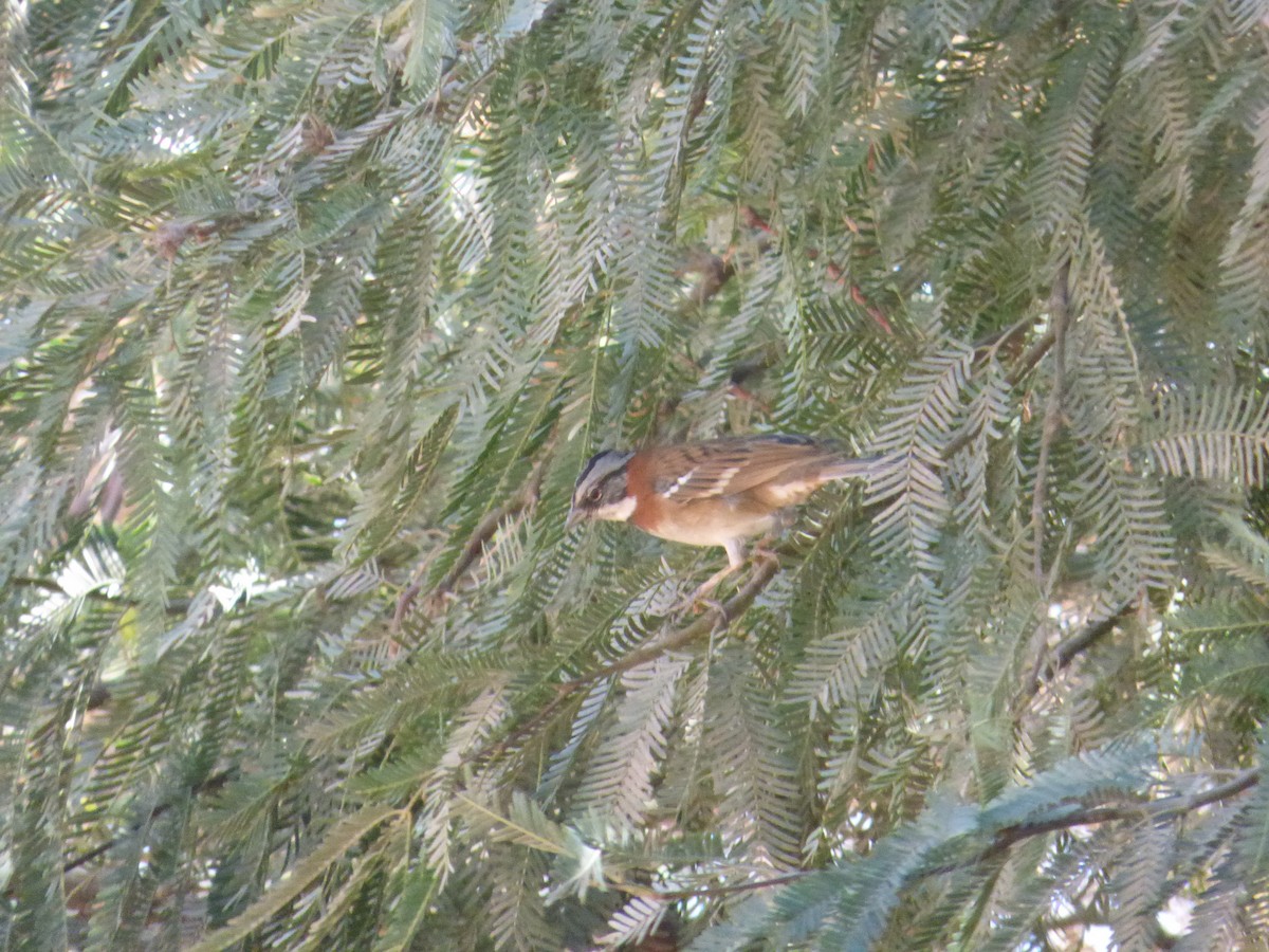 Rufous-collared Sparrow - ML635858928