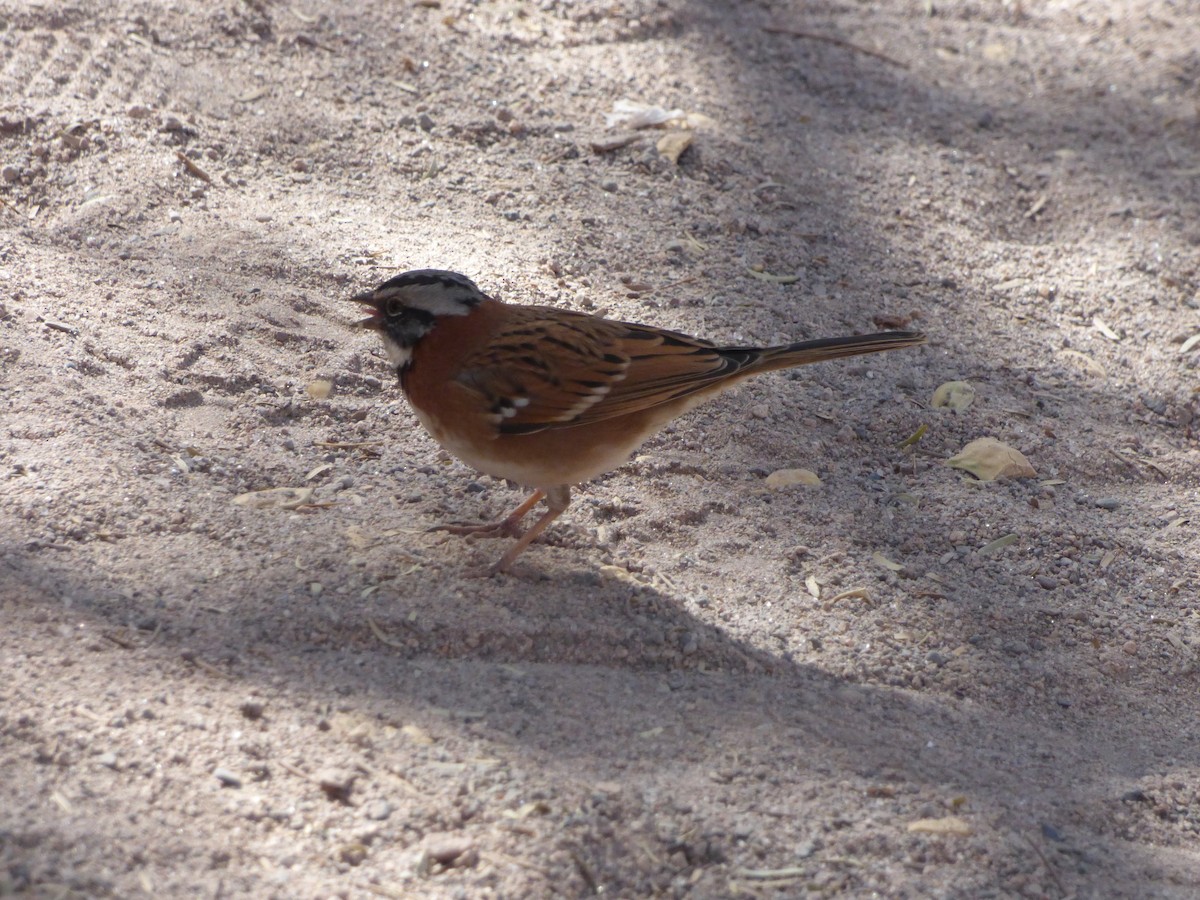 Rufous-collared Sparrow - ML635858929